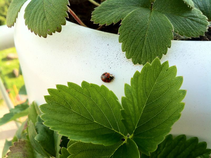 ladybug on Vertical garden tube