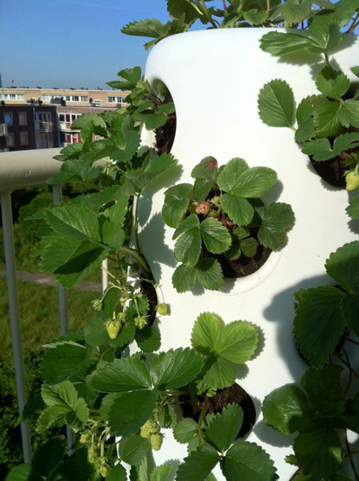 strawberries after 2 weeks