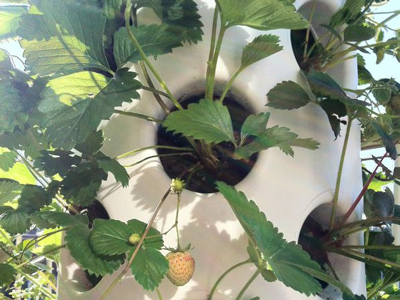 they're all growing well
