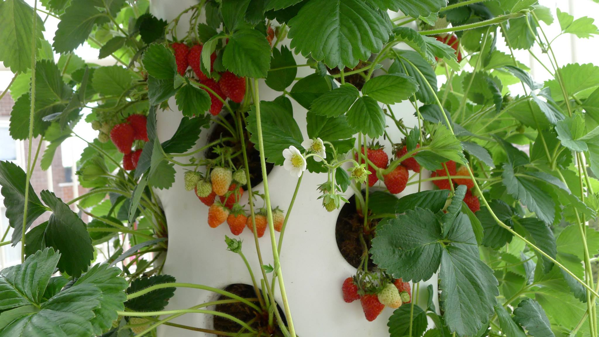 verticalgardenstrawberries2july_2