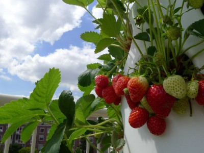 verticalgardenstrawberries2july_3
