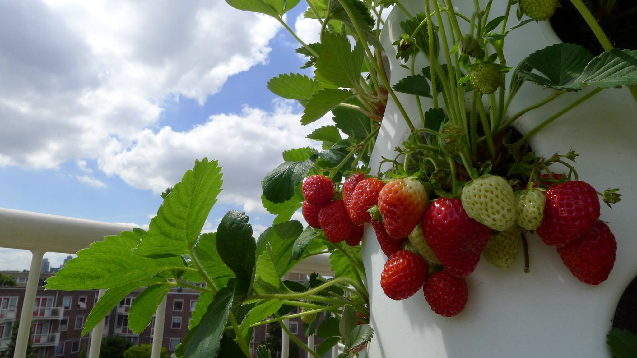 verticalgardenstrawberries2july_3