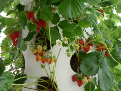 aardbeien verticaal kweken