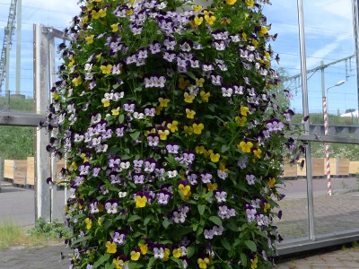 eetbare bloemen