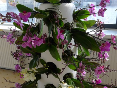 orchidee amsterdam