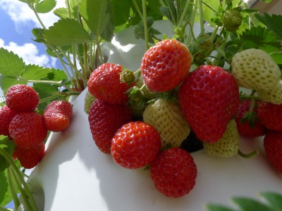 verticaal kweken