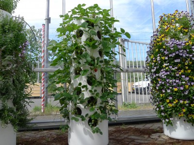 vertical urban farming