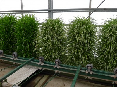 Green Wall (3)
