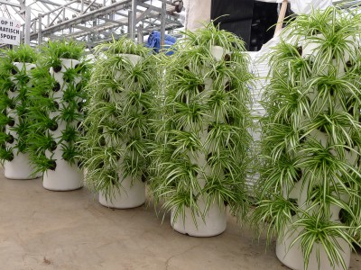 Green Wall