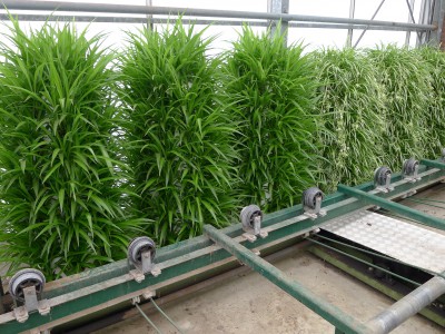 Green wall (2)