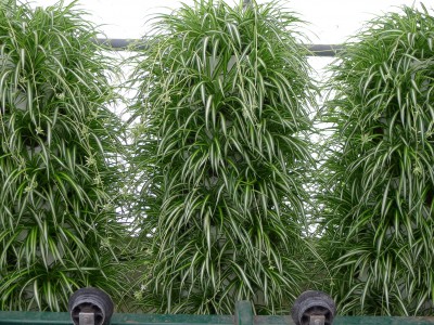 Groene wand