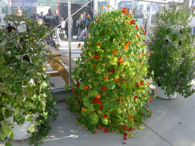 Growing vertical