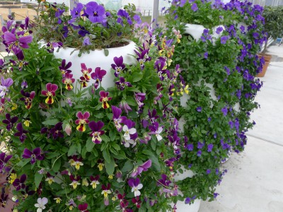 Vertical Garden (2)