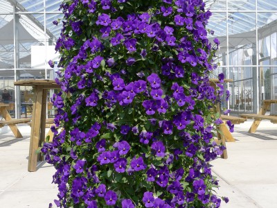 Vertical Garden Edible Flowers