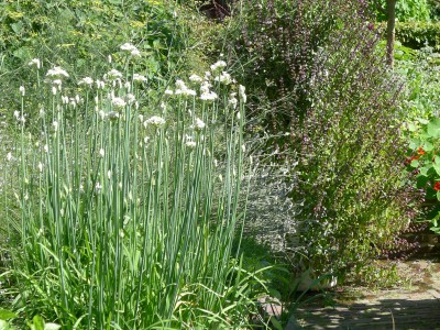 Vertical Garden Herbs
