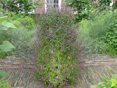 Vertical Growing Basil